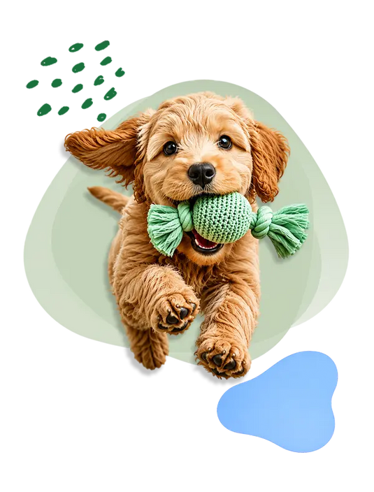 Playful puppy running with a rope toy in its mouth.