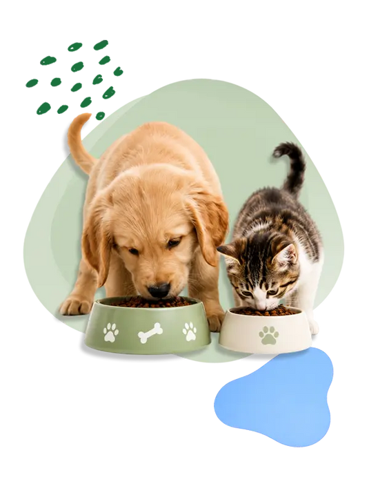 Dog and cat enjoying their meal from pet food bowls.
