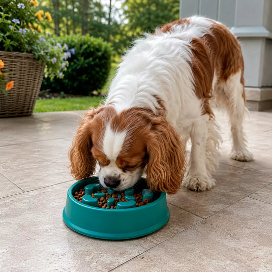 Balance Slow Feeder Bowl