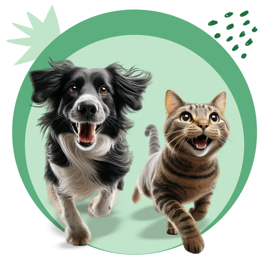 Happy dog and cat representing Splootio's friendly customer support